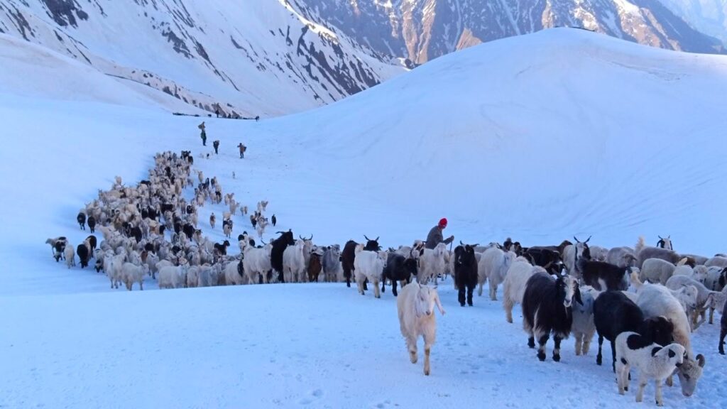 Chobia Pass Trek 111